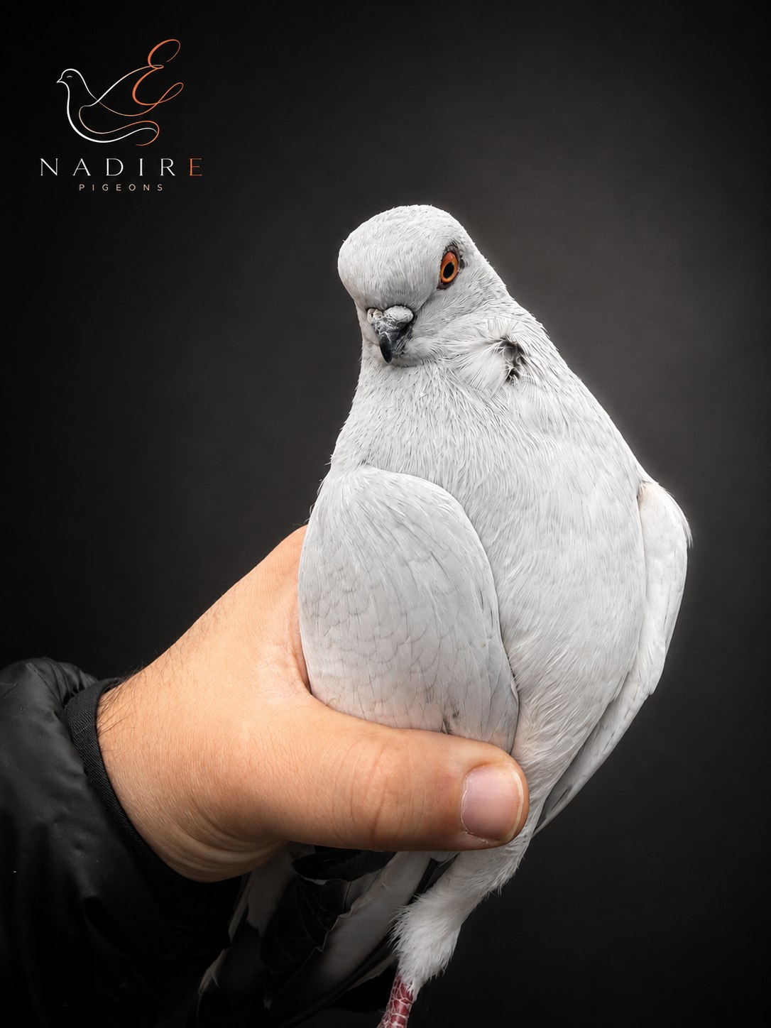 İtalyan Bango güvercin koleksiyon fotoğrafı 4