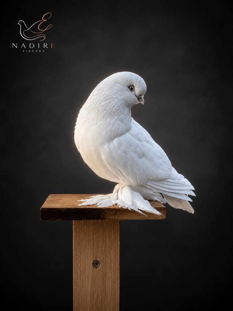 Nadire Pigeons